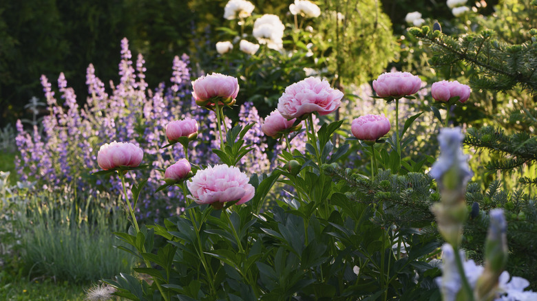 Pink peonies growing in a cottage-style garden
