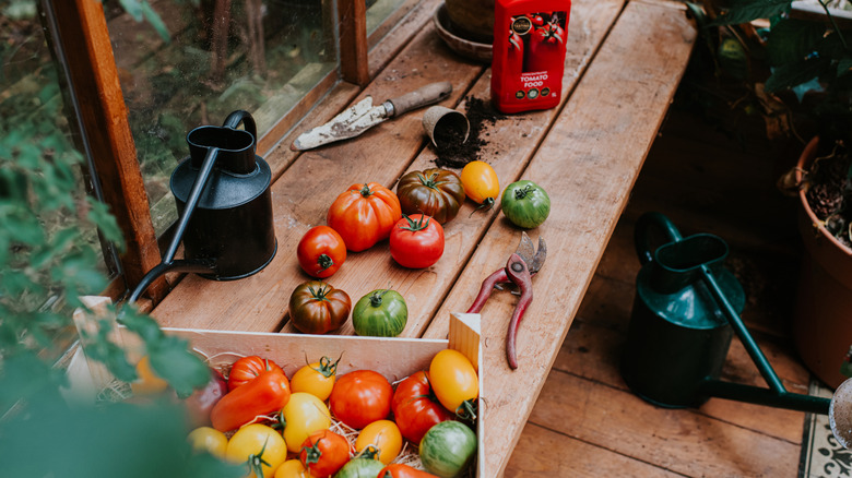 Various heirloom tomatoes on a bench and in a box