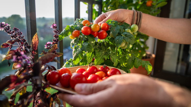 close up of hands harvesting cherry tomatoes