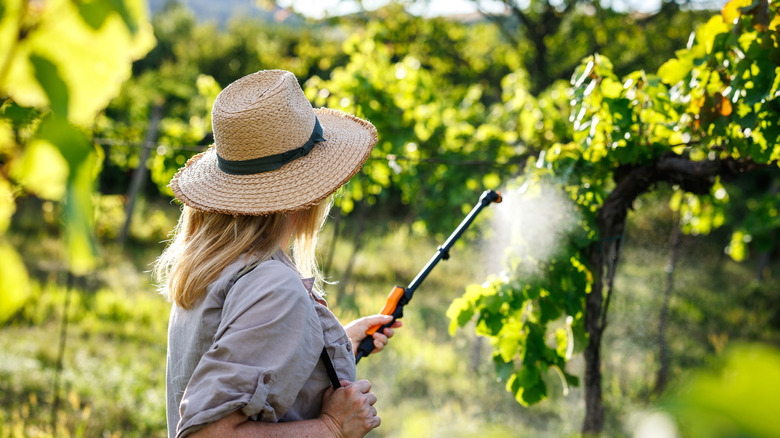 Gardener with a straw hat spraying fungicide on vine plants