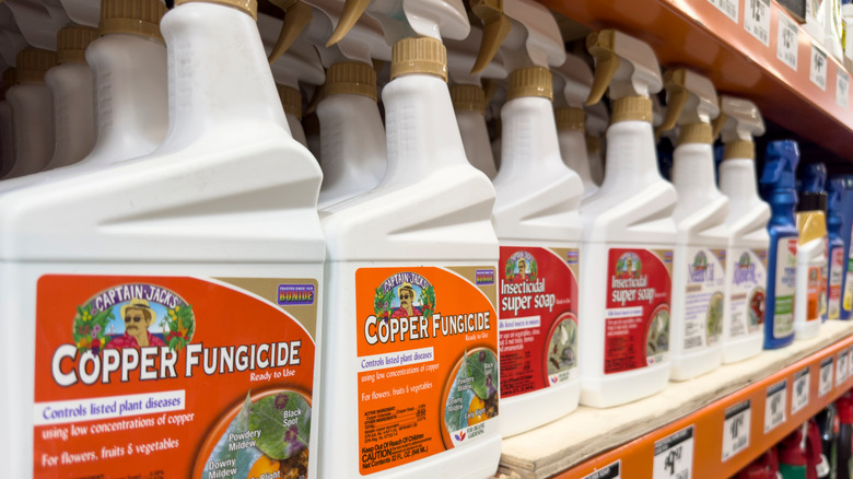 aisle of fungicide products in a home depot