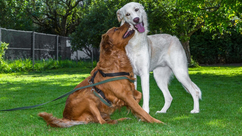 Two dogs having a play together on a lush green lawn