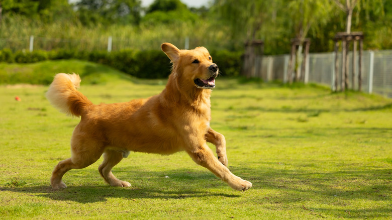 A golden retriever running across a lawn