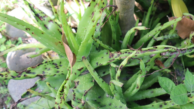 leaf spot disease