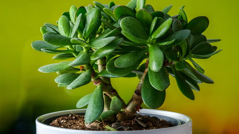 jade plant