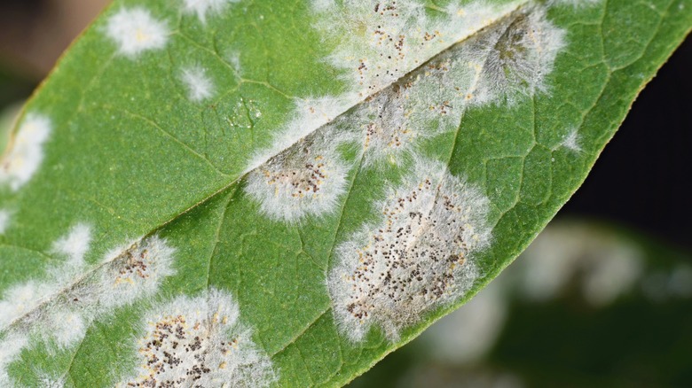 close up of leaf with powdery mildew