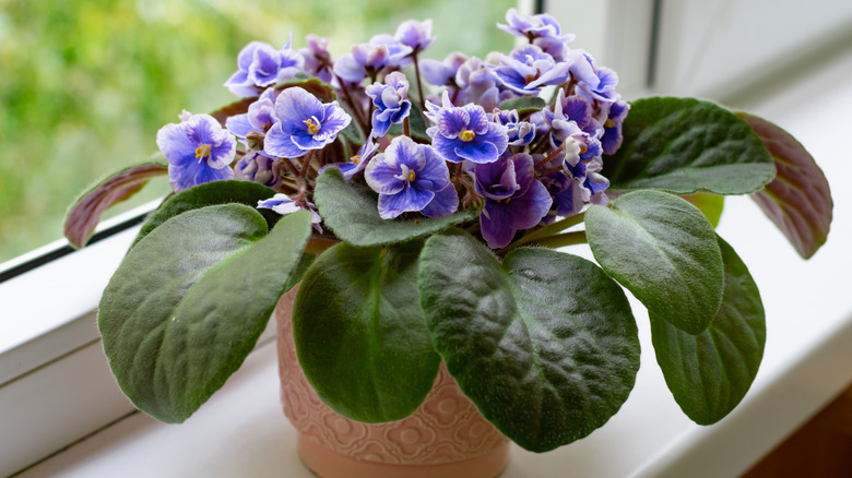 african violets in a windowsill
