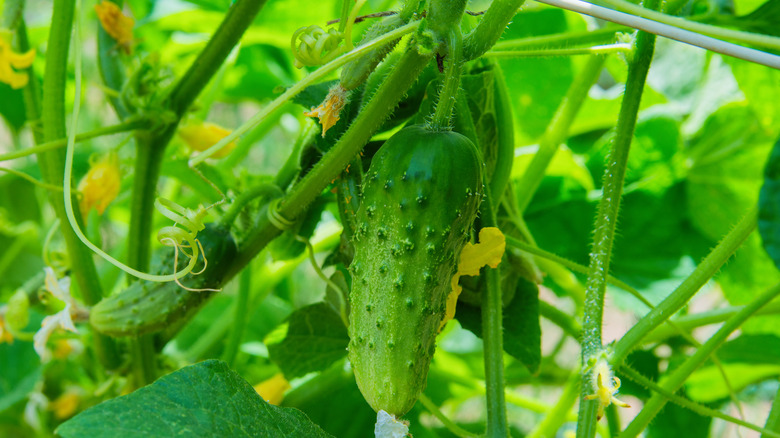 Cucumber growing in garden