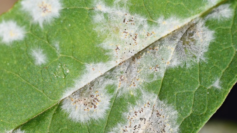 powdery mildew on leaf
