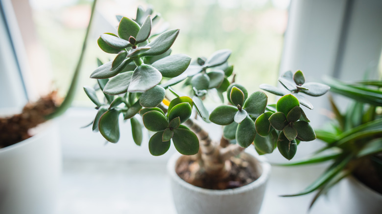 small jade plant