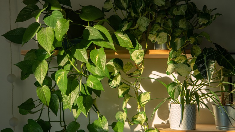 Pothos plant on shelf