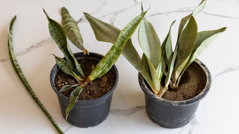 Snake plants with root rot