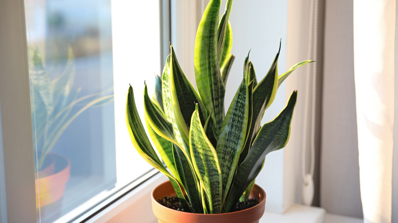 Snake plant in window