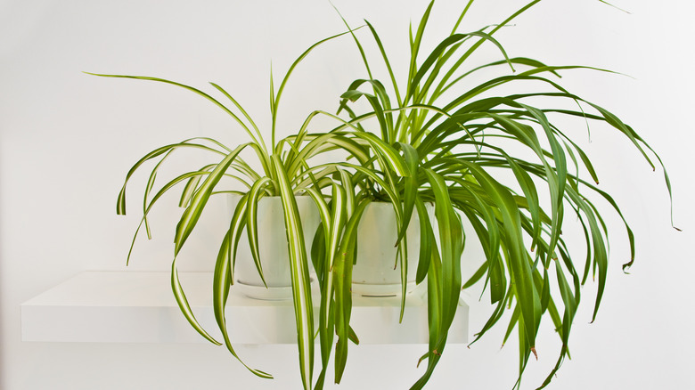 Healthy, potted spider plants