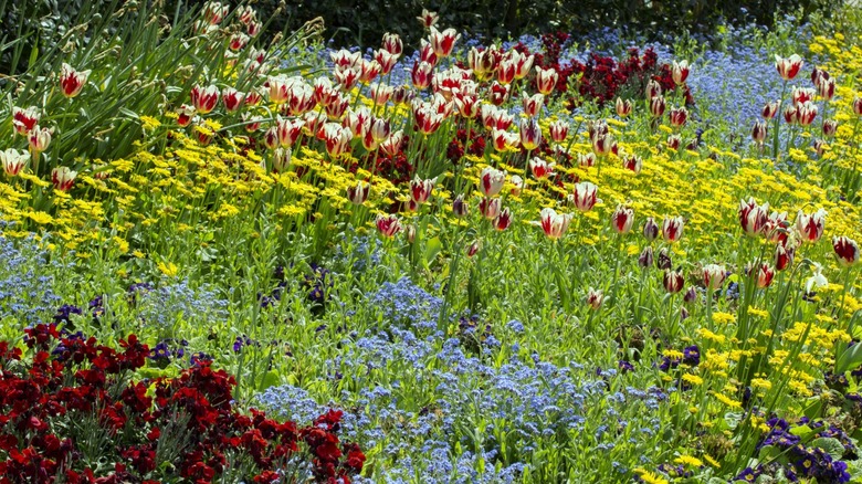 field yellow red blue flowers