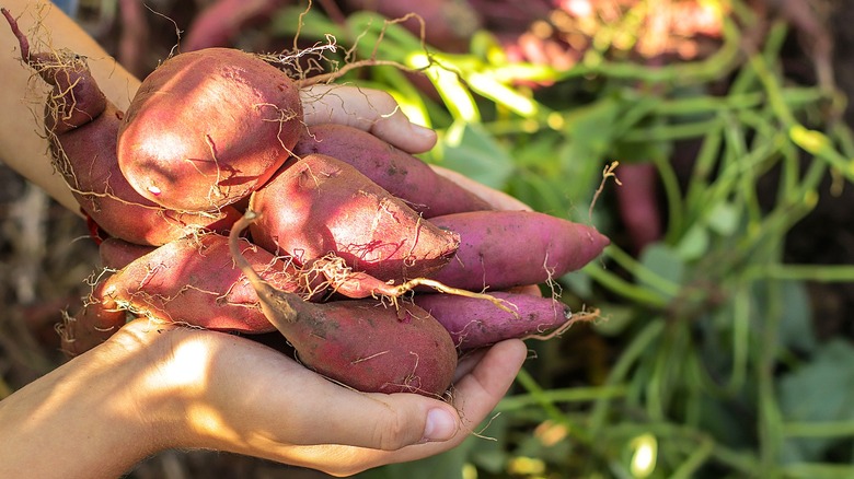 Close-up of a person holding a bunch of sweet potatoes after harvest