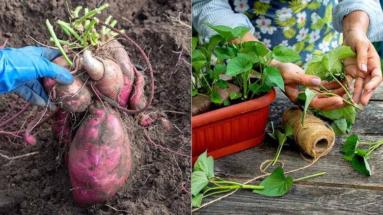 Split image of a sweet potato plant being harvested in a field, and a gardener holding a sweet potato slip