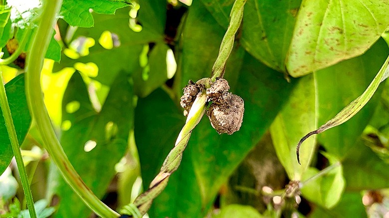 The bulbils of a Dioscoreaceae plant are visible as it grows in a forest