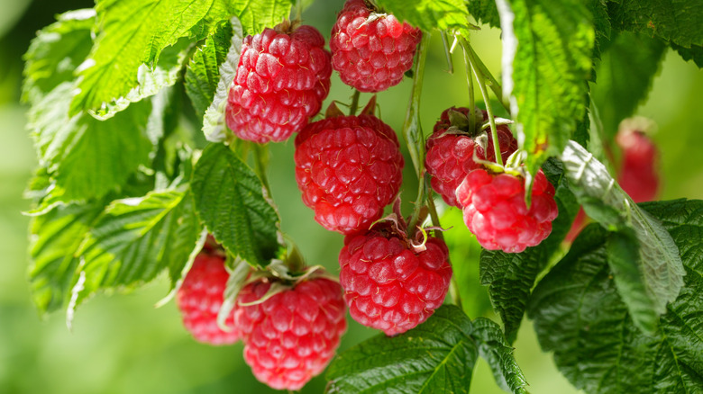 Close up of raspberries on the bush.