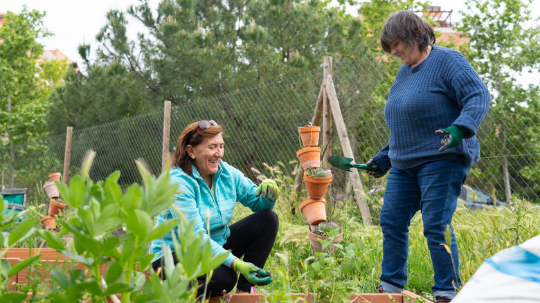 Two women work in an organic garden