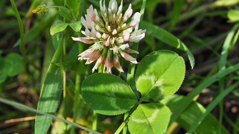 white clover