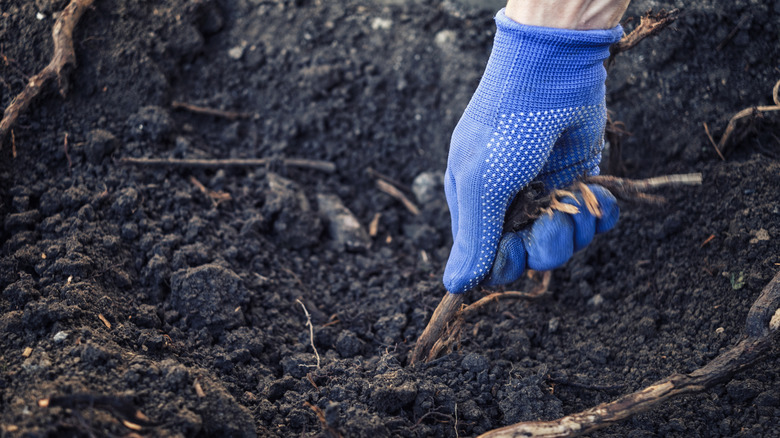 A person pulling up tree roots while wearing blue gloves