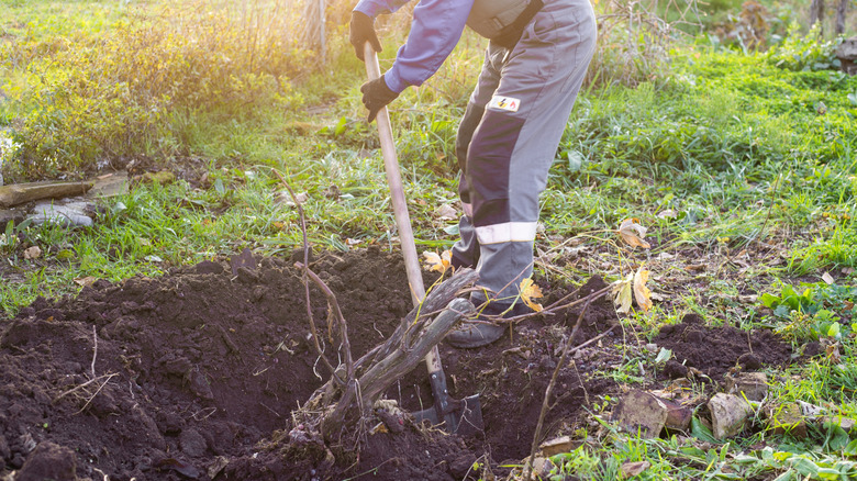 A gardener digging up tree roots outdoors