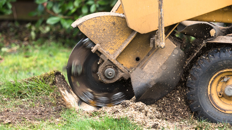 A stump grinder being used to cut tree roots