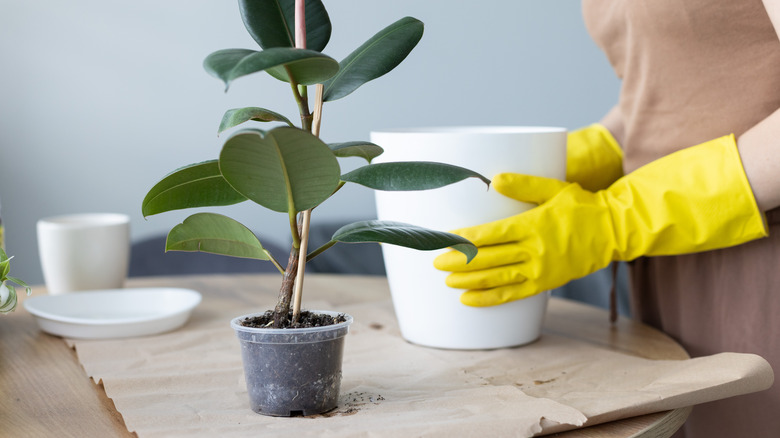 Woman preparing a pot for the rubber plant