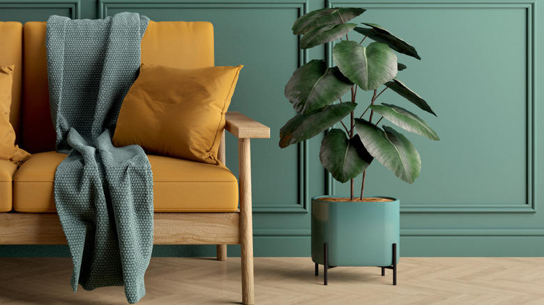 A Green room with yellow sofa and a rubber plant