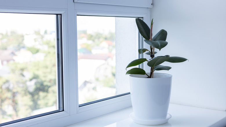 A rubber plant on a windowsill