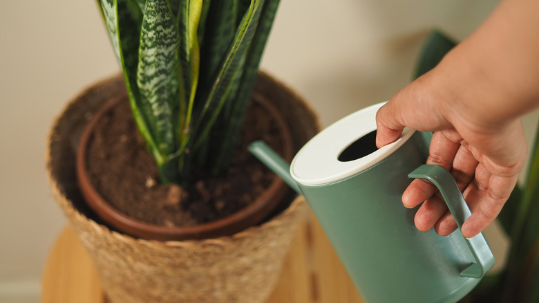Someone watering a snake plant indoors with a turquoise watering can