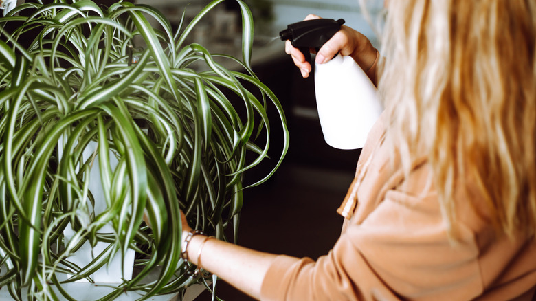 woman watering a spider plant