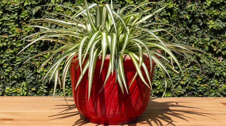 spider plant in a red pot on a wood table