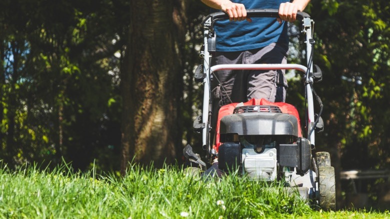 person pushing red gas mower toward carmera through thick grass