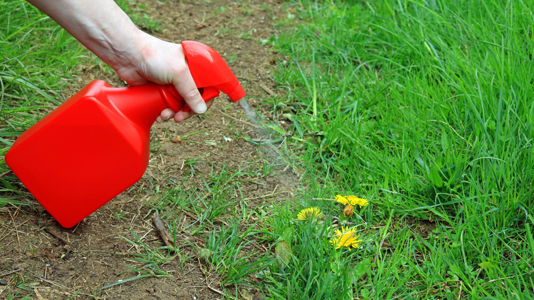 person spraying grass