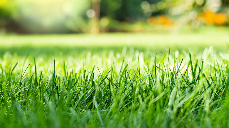 close up shot of grass