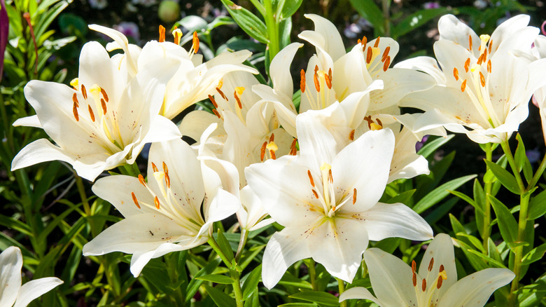 White Easter lily blooms