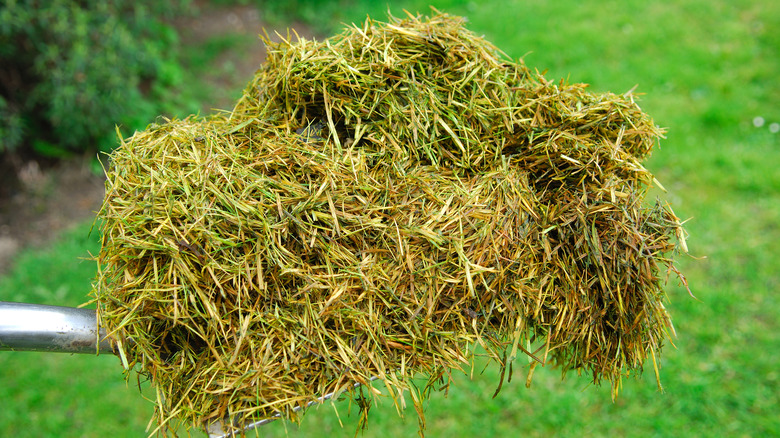 pile of grass clippings
