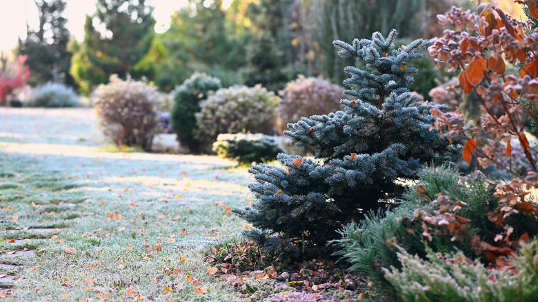 Landscape with a bushes and a light dusting of snow