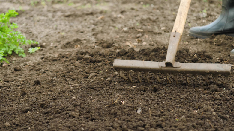 Person prepping soil with a metal rake