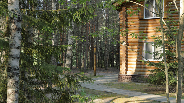 Cabin surrounded by pine trees and other varieties of trees