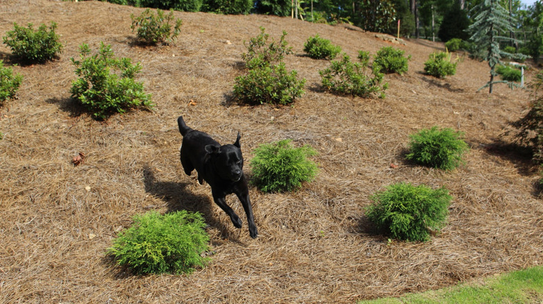Dog running throw mulch on a hill surrounding shrubs