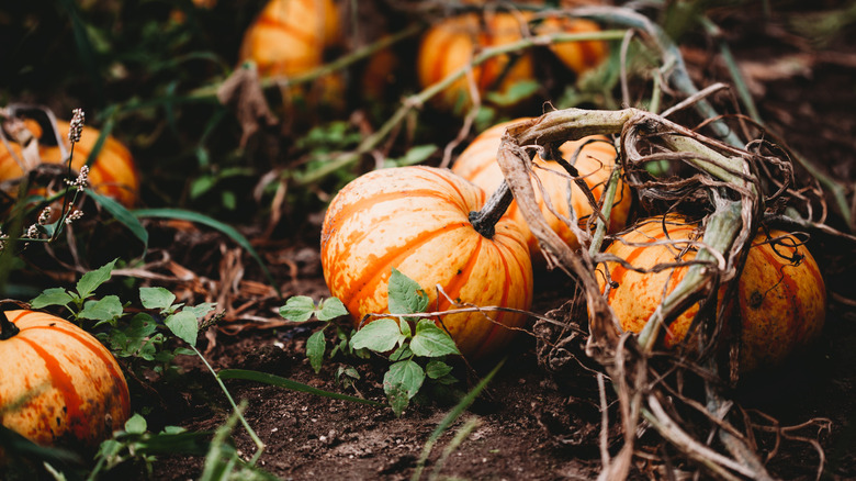 Pumpkins growing on vines sitting directly on dirt