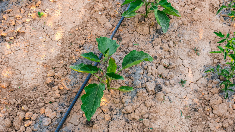 Plants growing in dry, cracked soil