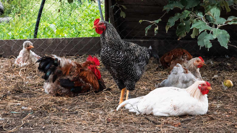 Several chickens laying on bedding