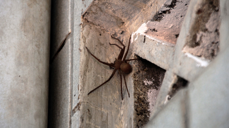 A brown recluse spider in the crevice of a building