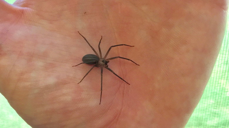 A brown recluse spider on a human hand