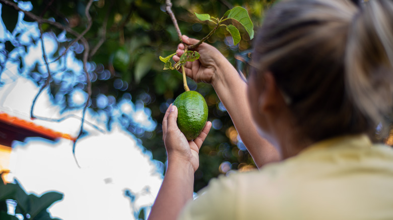 Picking avocado fruit from tree