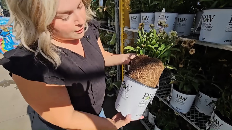 the white firm roots of a plant on clearance show that it's still healthy